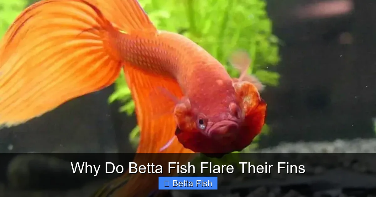 Why Do Betta Fish Flare Their Fins