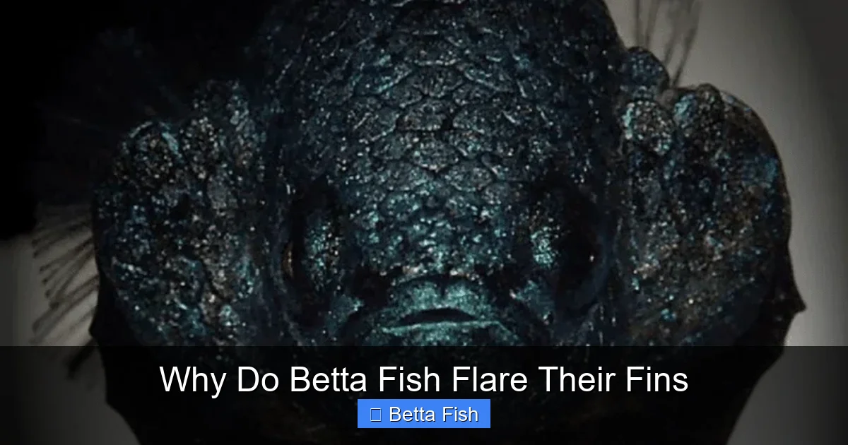 Why Do Betta Fish Flare Their Fins