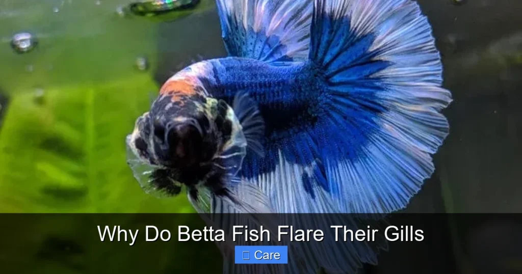 Why Do Betta Fish Flare Their Gills