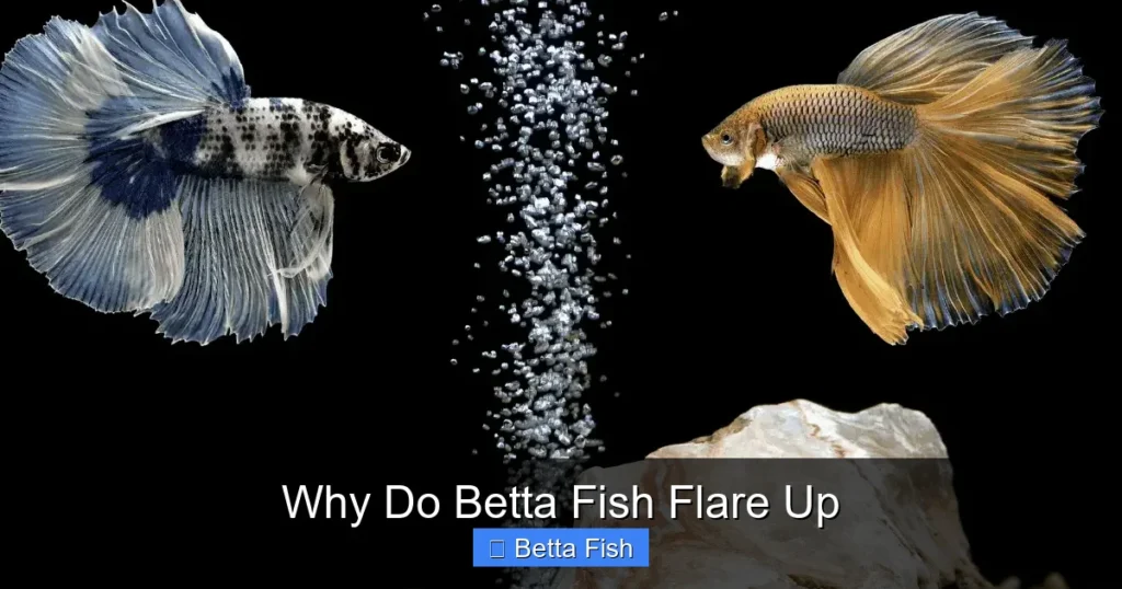 Why Do Betta Fish Flare Up