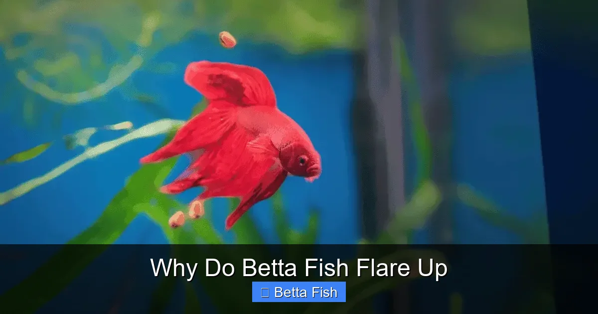 Why Do Betta Fish Flare Up