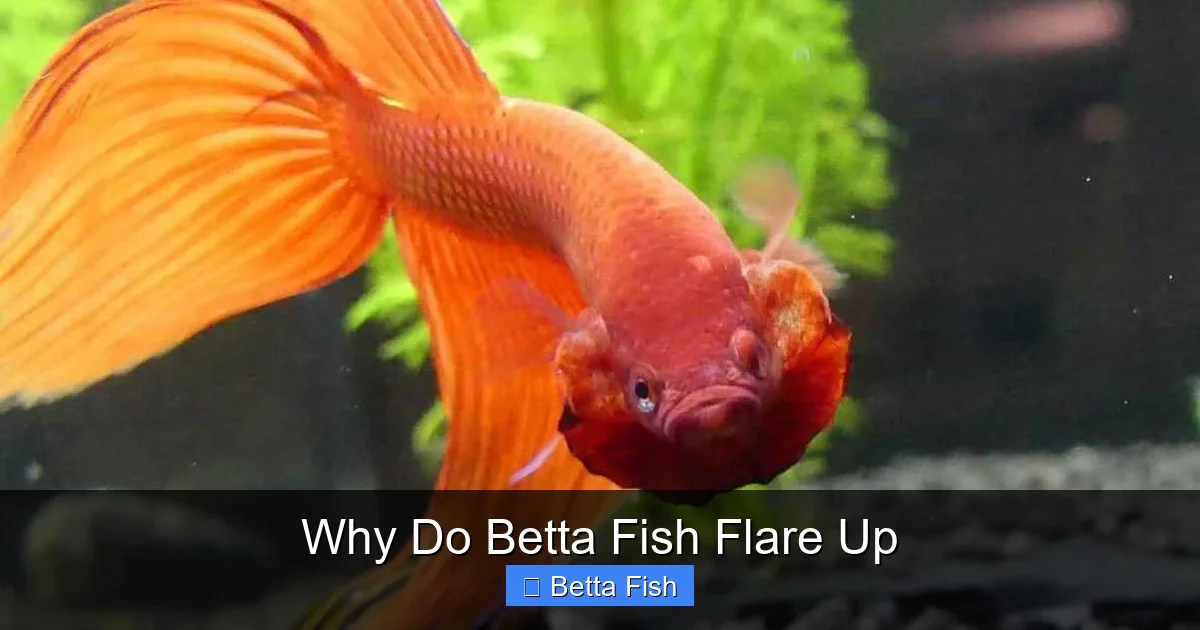 Why Do Betta Fish Flare Up