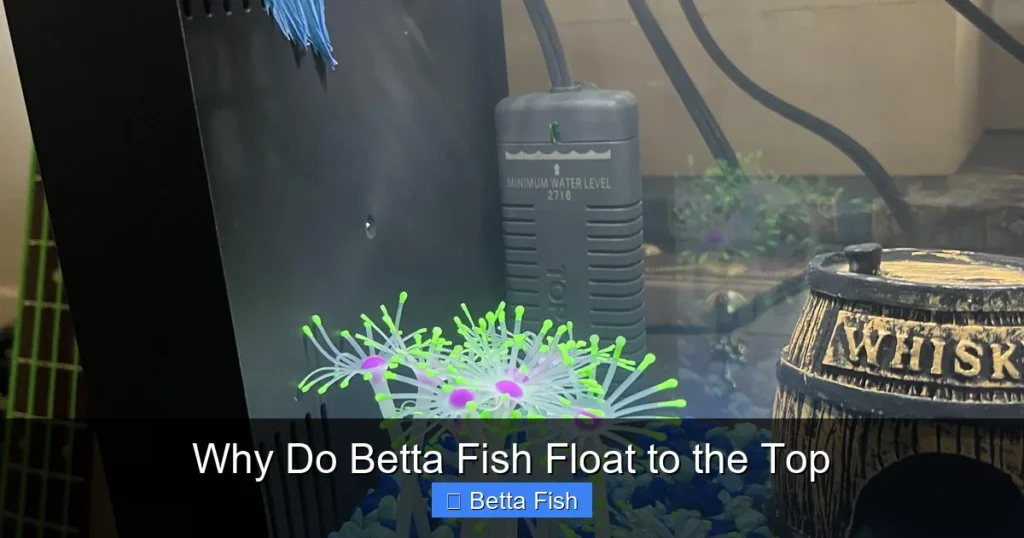 Why Do Betta Fish Float to the Top