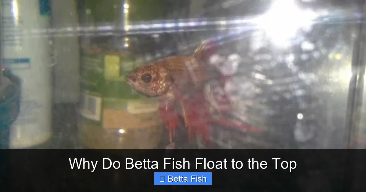 Why Do Betta Fish Float to the Top