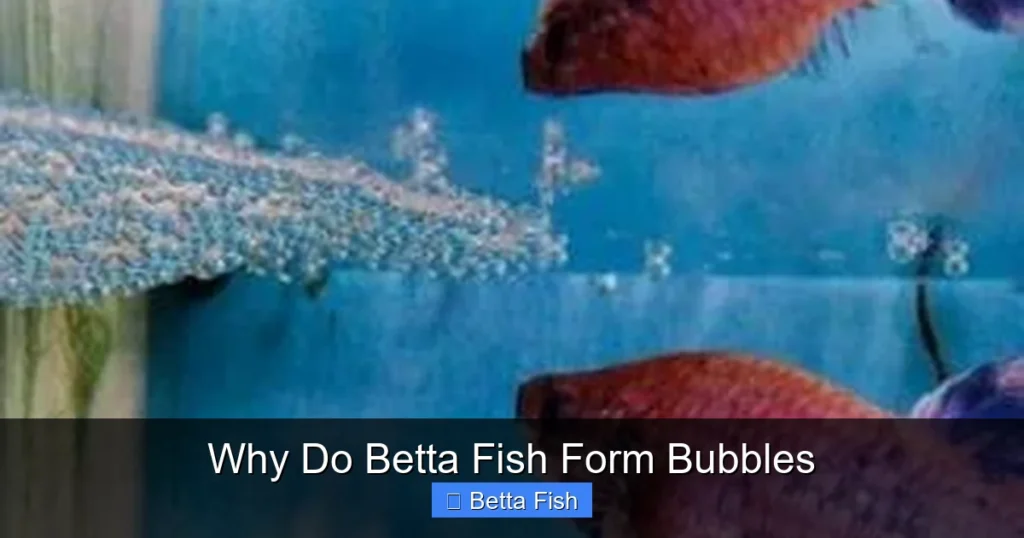 Why Do Betta Fish Form Bubbles