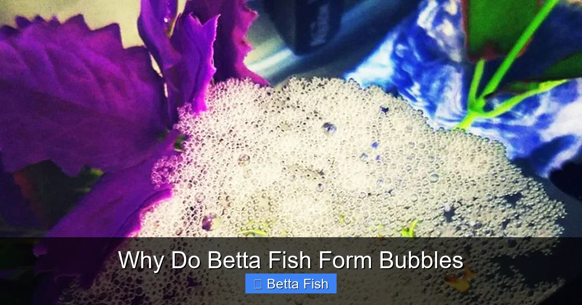 Why Do Betta Fish Form Bubbles