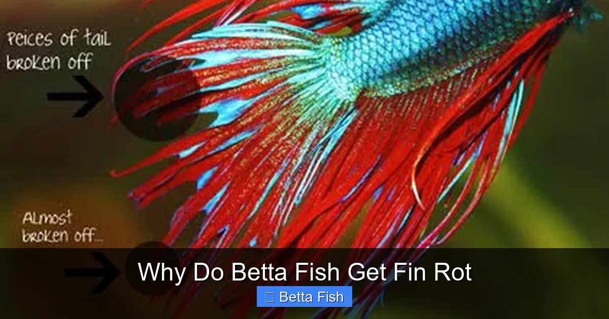 Why Do Betta Fish Get Fin Rot