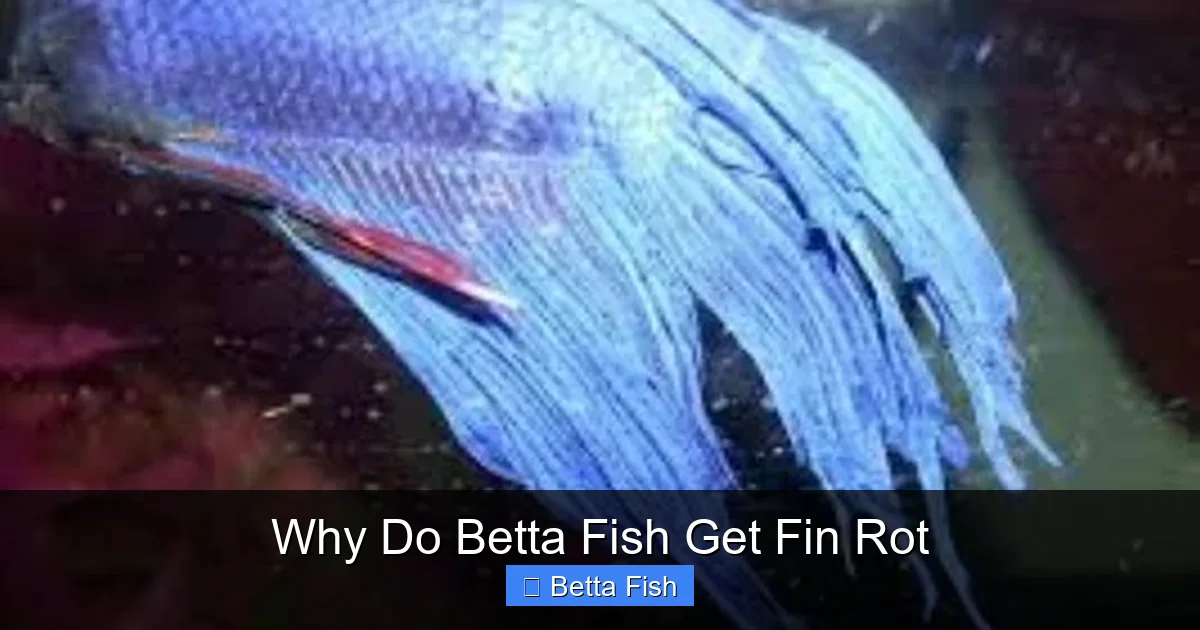 Why Do Betta Fish Get Fin Rot
