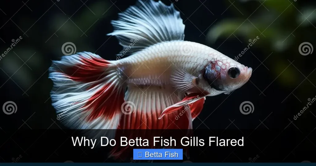 Why Do Betta Fish Gills Flared