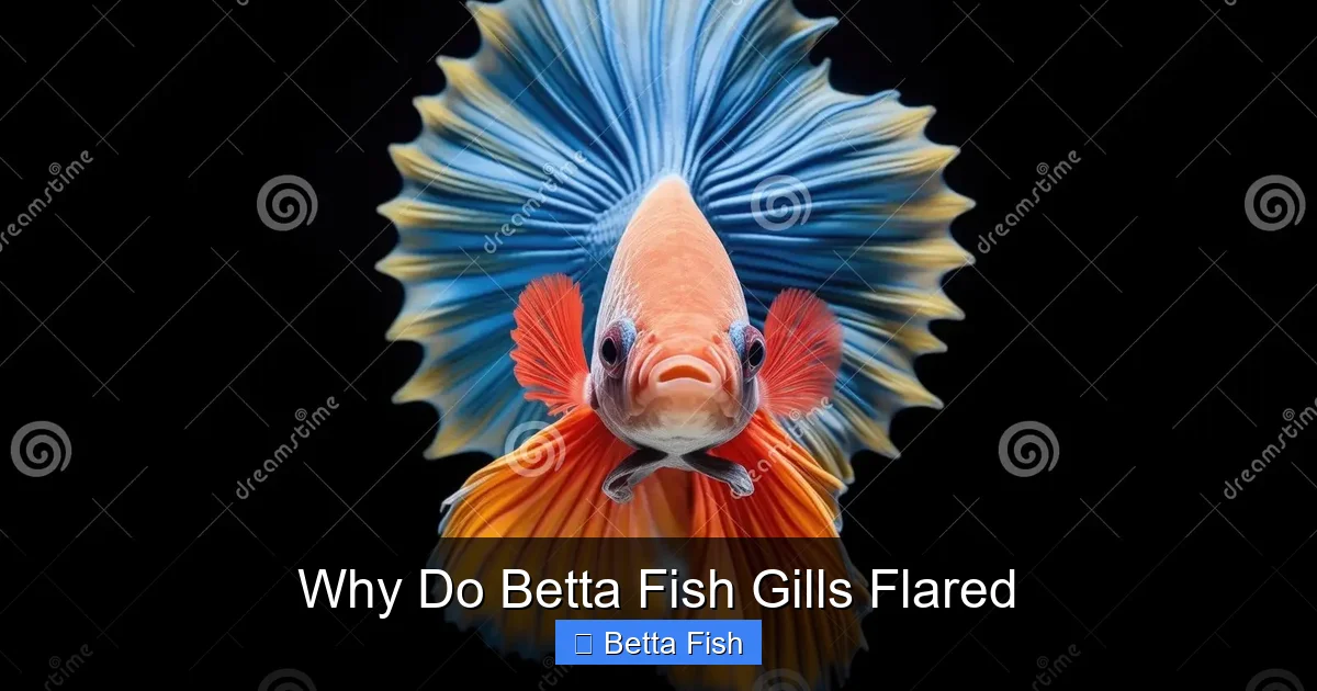 Why Do Betta Fish Gills Flared
