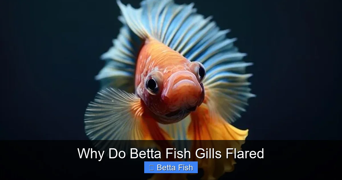Why Do Betta Fish Gills Flared