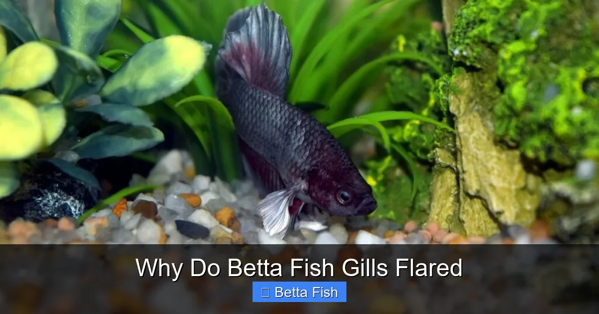Why Do Betta Fish Gills Flared
