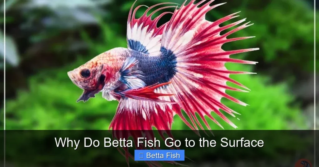 Why Do Betta Fish Go to the Surface