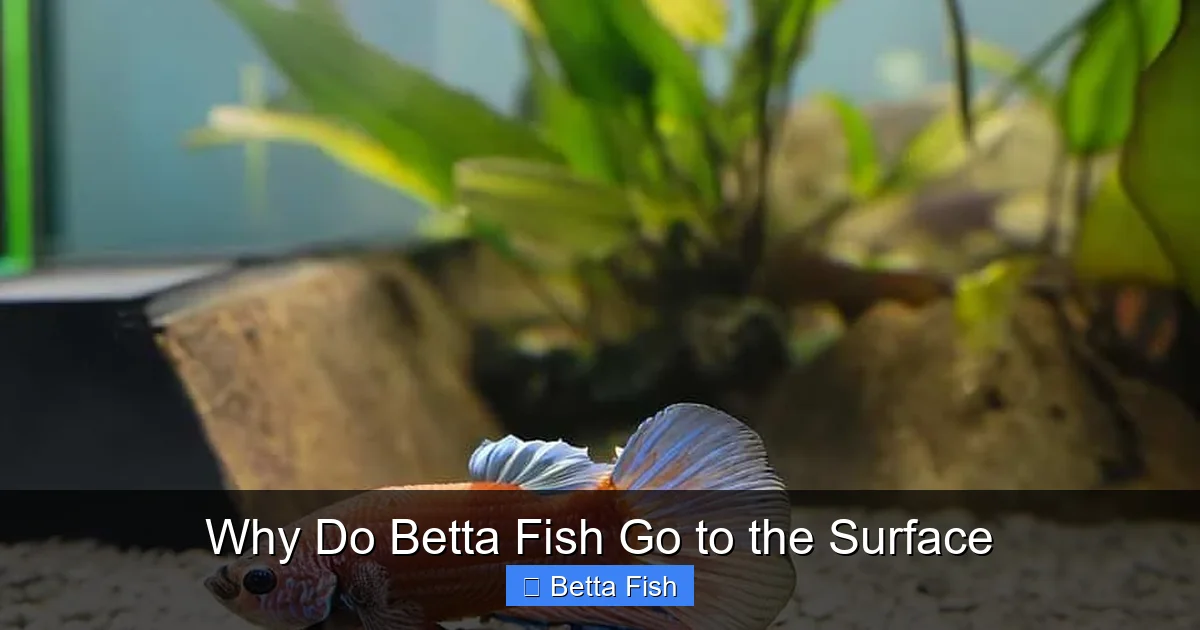 Why Do Betta Fish Go to the Surface