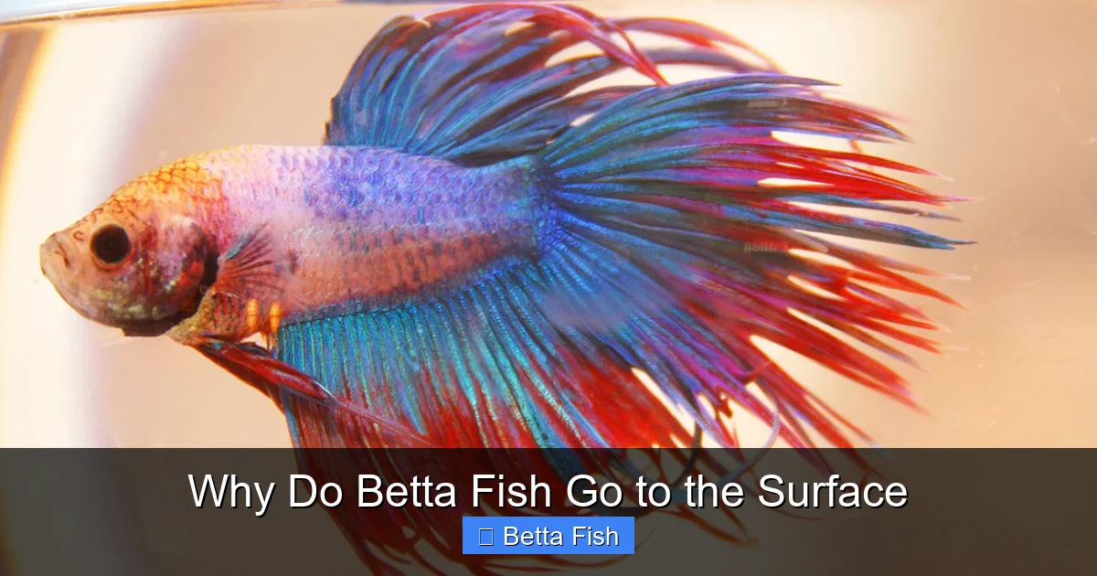 Why Do Betta Fish Go to the Surface