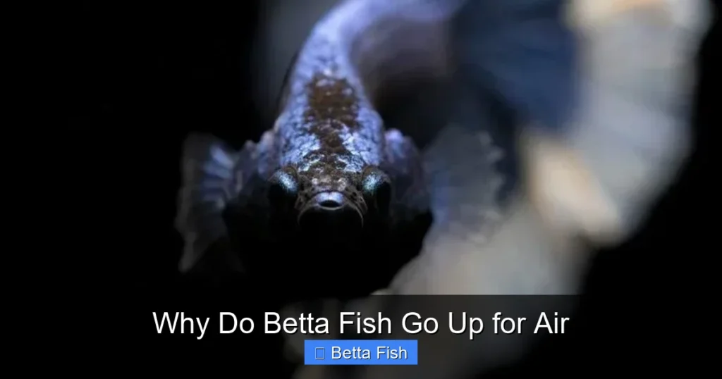 Why Do Betta Fish Go Up for Air
