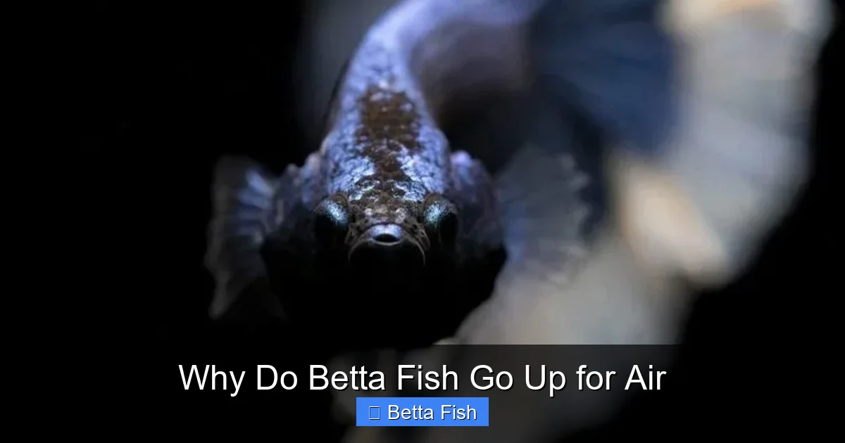 Why Do Betta Fish Go Up for Air