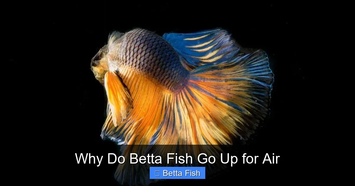 Why Do Betta Fish Go Up for Air