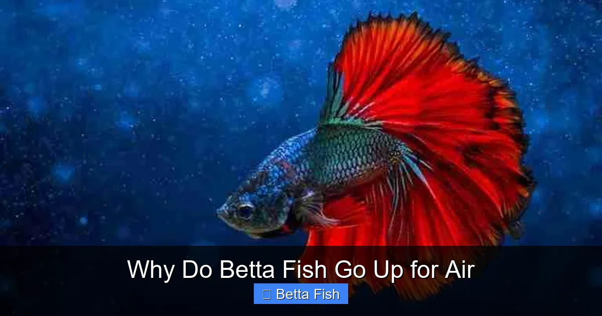 Why Do Betta Fish Go Up for Air