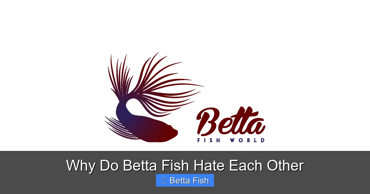 Why Do Betta Fish Hate Each Other