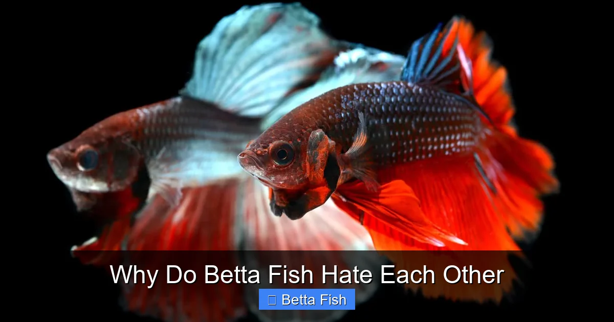 Why Do Betta Fish Hate Each Other