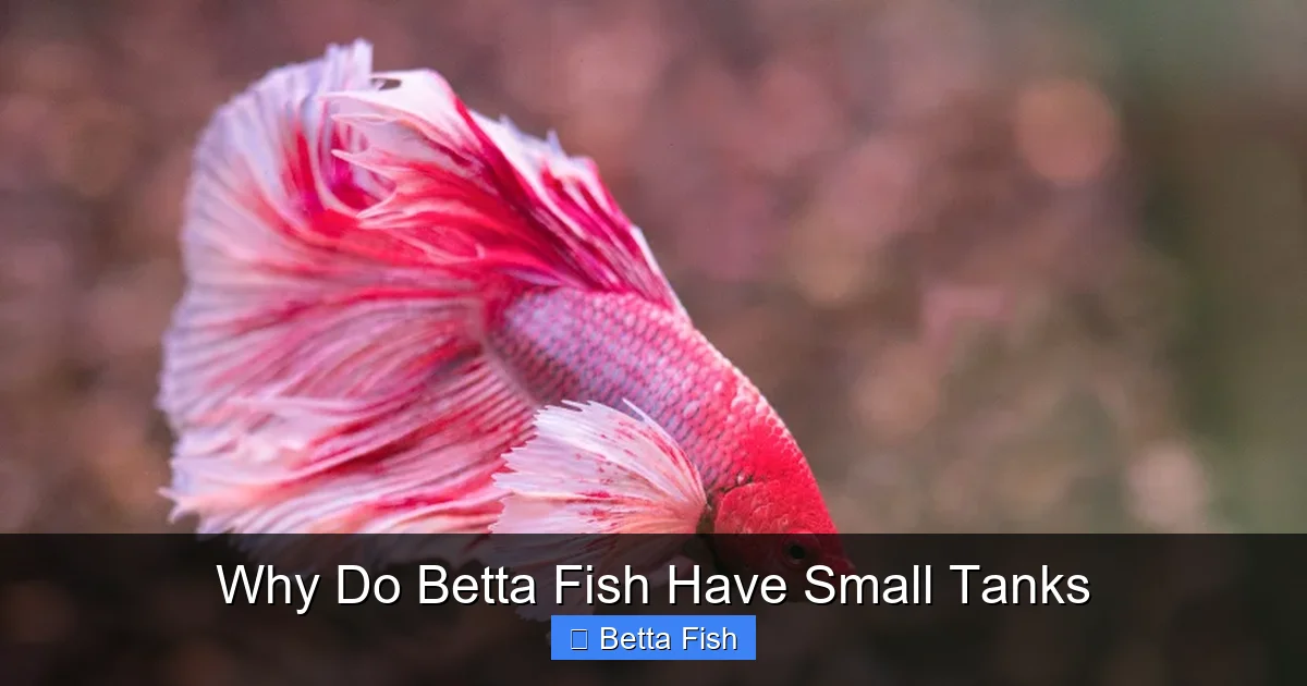 Why Do Betta Fish Have Small Tanks