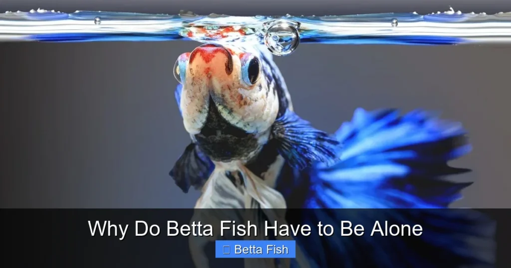Why Do Betta Fish Have to Be Alone