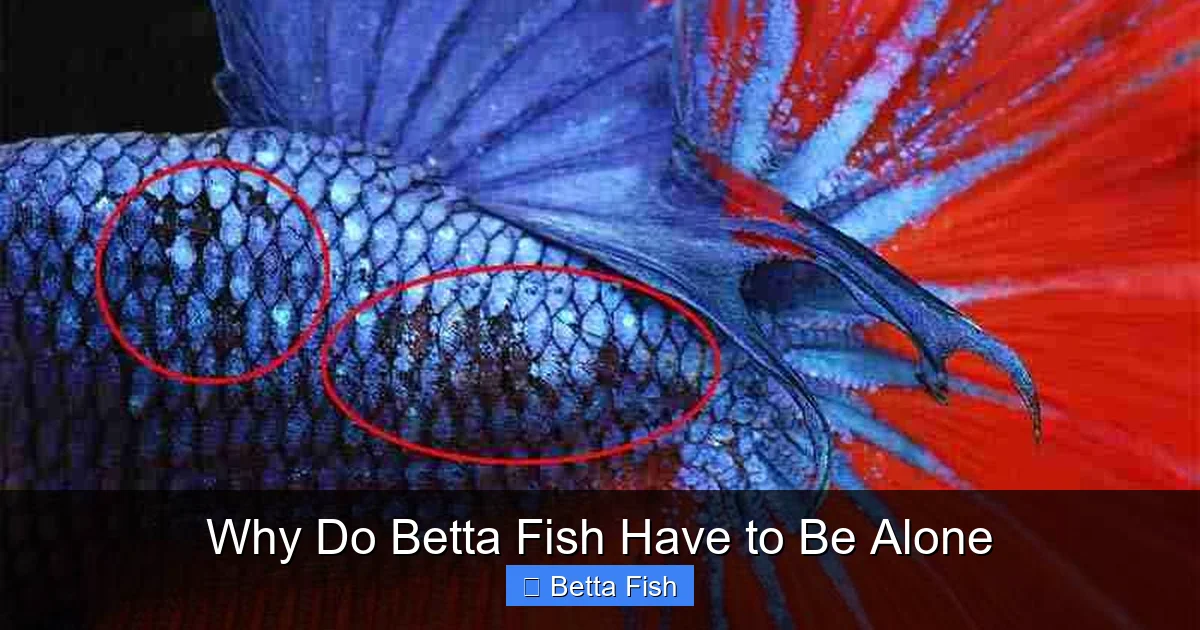 Why Do Betta Fish Have to Be Alone