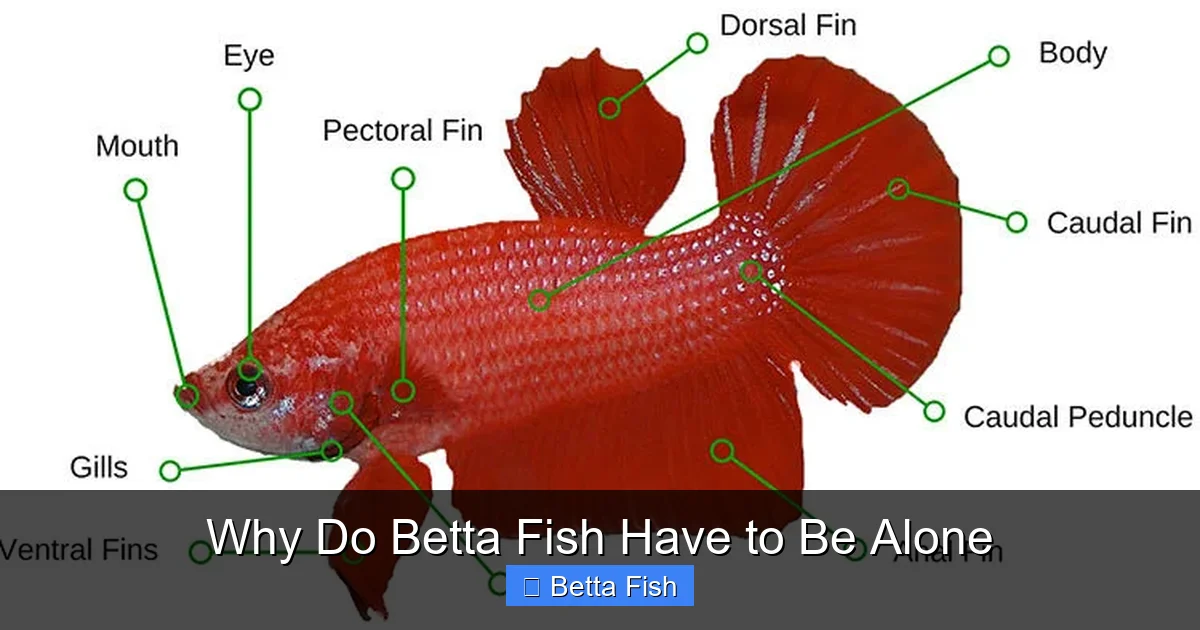 Why Do Betta Fish Have to Be Alone