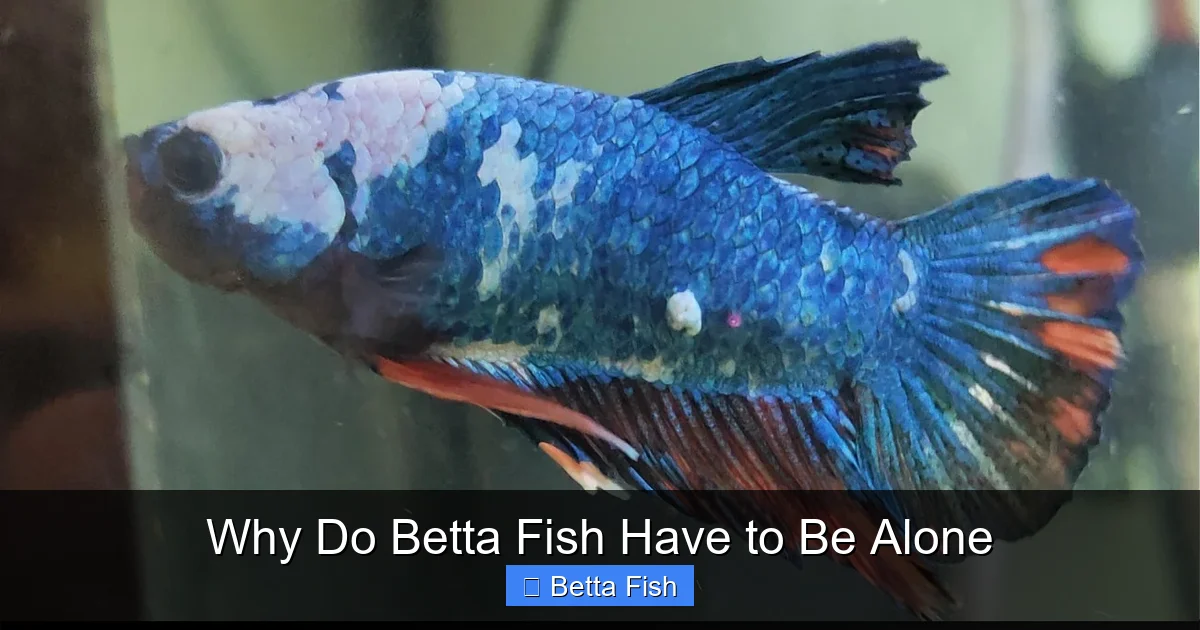 Why Do Betta Fish Have to Be Alone