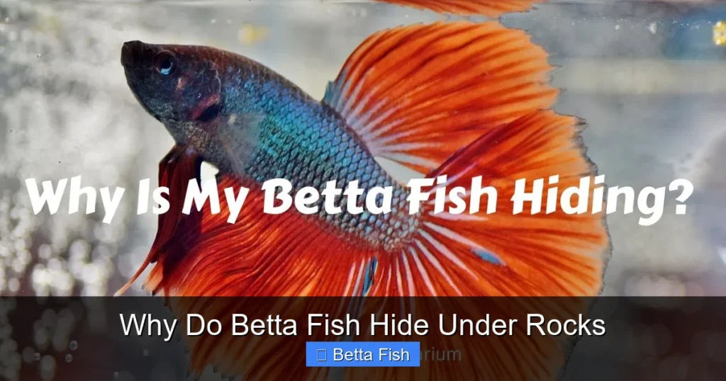 Why Do Betta Fish Hide Under Rocks