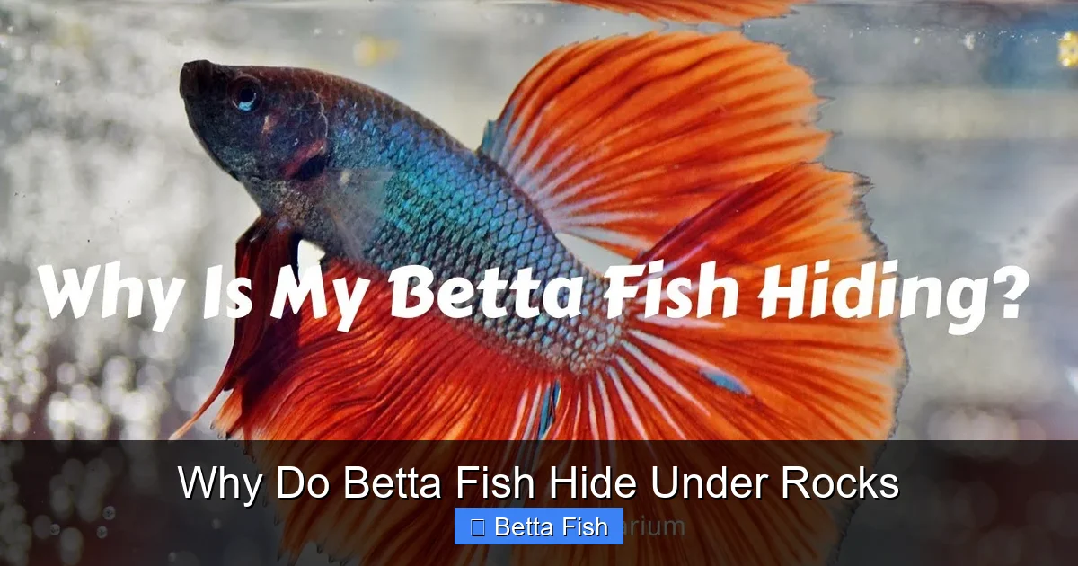 Why Do Betta Fish Hide Under Rocks