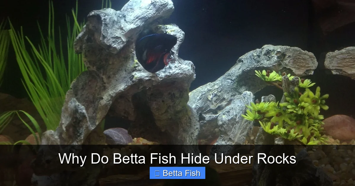 Why Do Betta Fish Hide Under Rocks