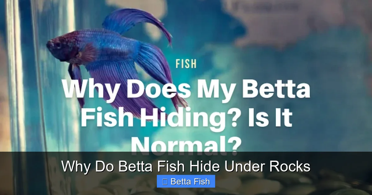 Why Do Betta Fish Hide Under Rocks