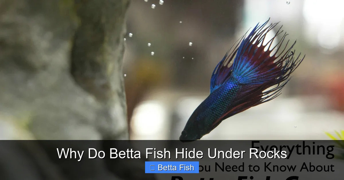 Why Do Betta Fish Hide Under Rocks
