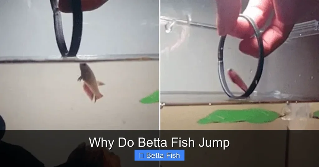 Why Do Betta Fish Jump