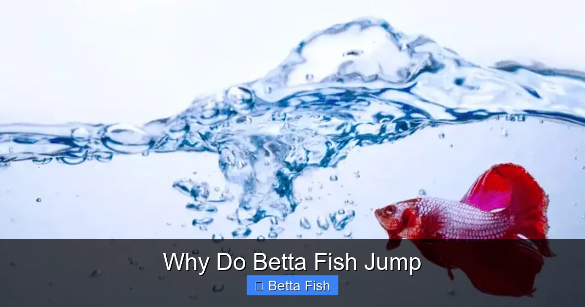 Why Do Betta Fish Jump