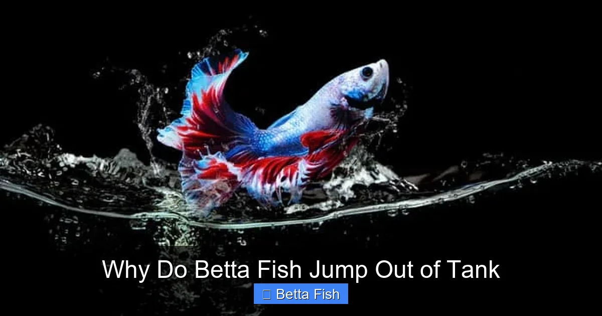 Why Do Betta Fish Jump Out of Tank