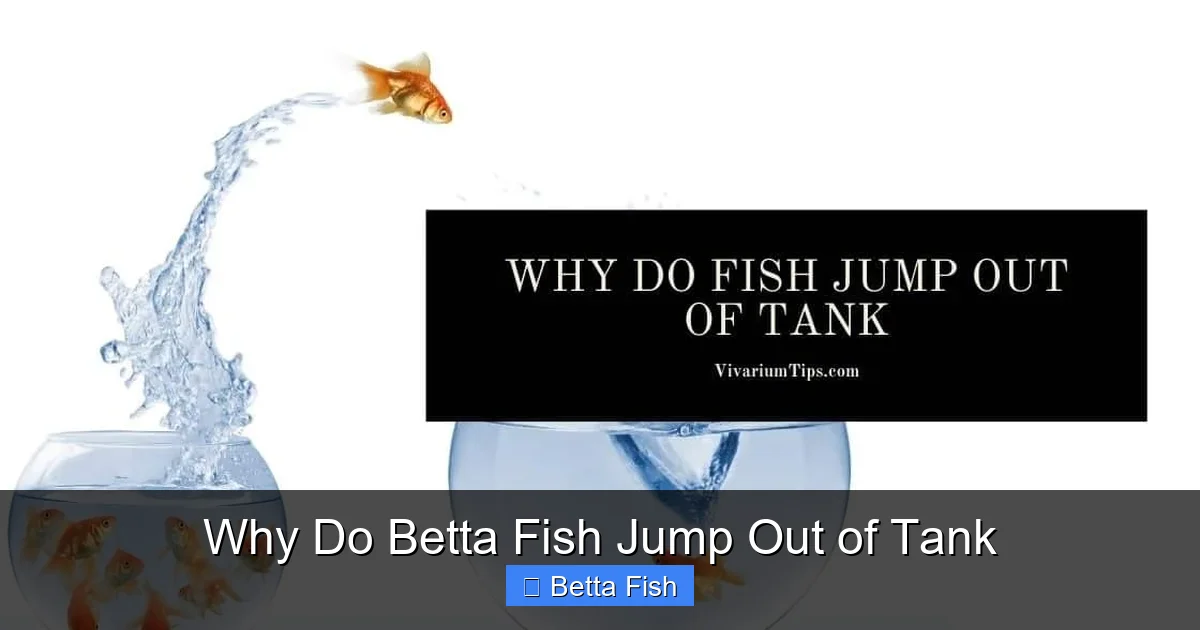 Why Do Betta Fish Jump Out of Tank