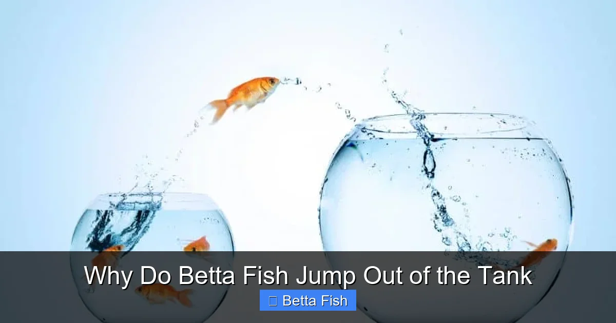 Why Do Betta Fish Jump Out of the Tank