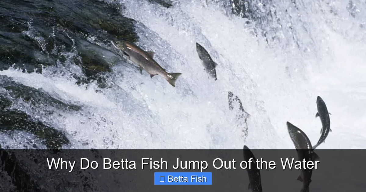 Why Do Betta Fish Jump Out of the Water