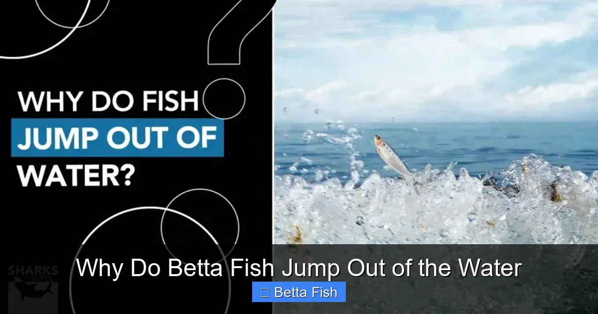 Why Do Betta Fish Jump Out of the Water