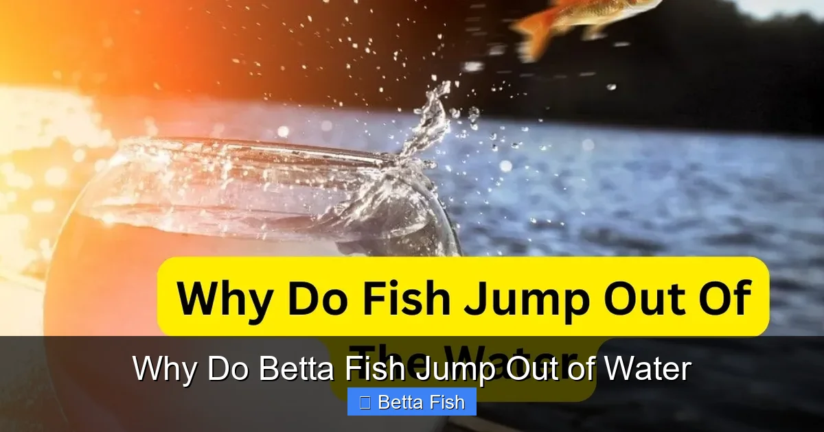 Why Do Betta Fish Jump Out of Water