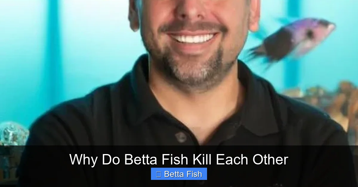 Why Do Betta Fish Kill Each Other