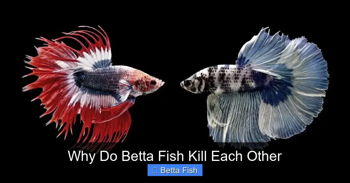 Why Do Betta Fish Kill Each Other