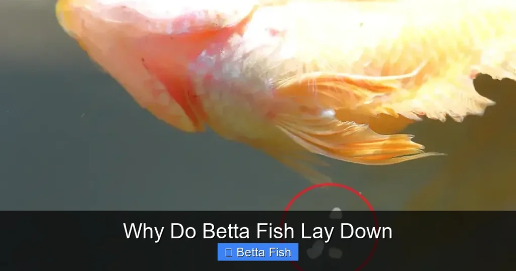 Why Do Betta Fish Lay Down