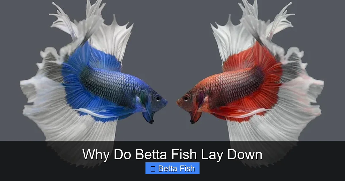 Why Do Betta Fish Lay Down