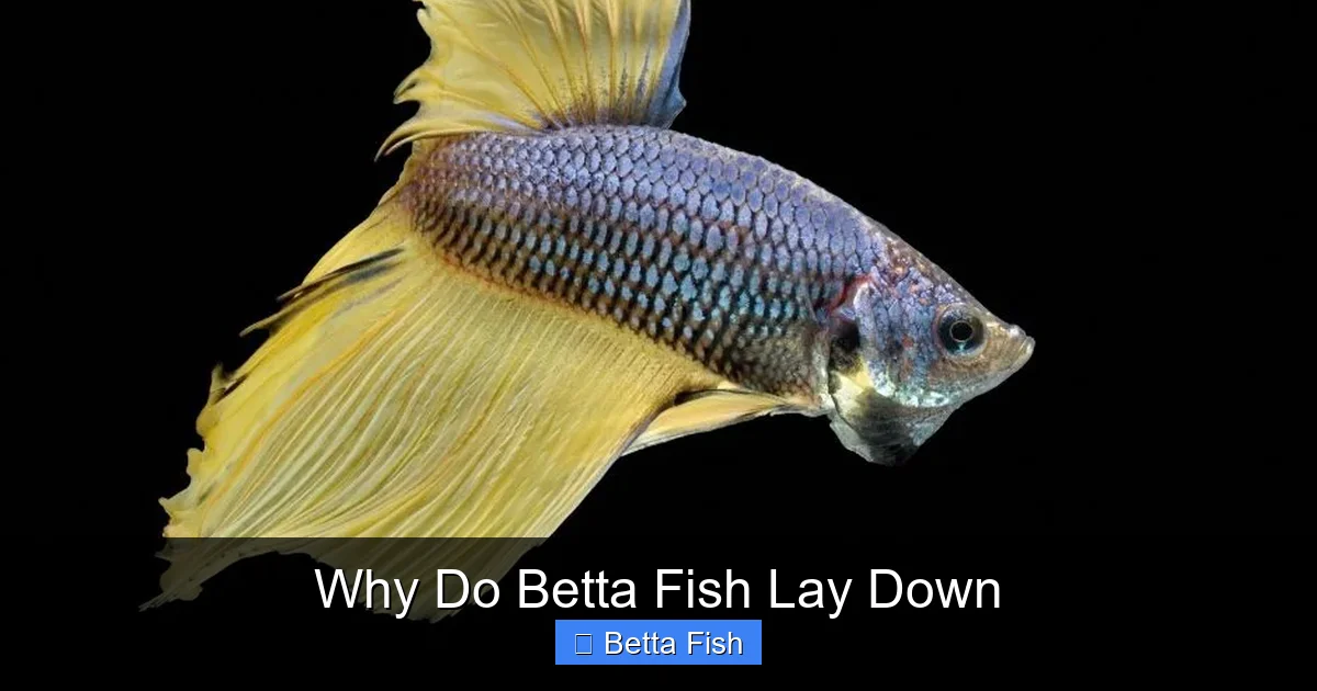 Why Do Betta Fish Lay Down