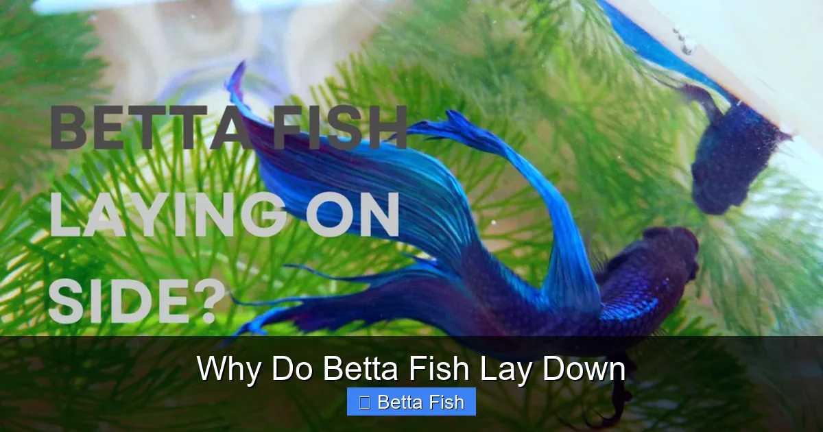 Why Do Betta Fish Lay Down