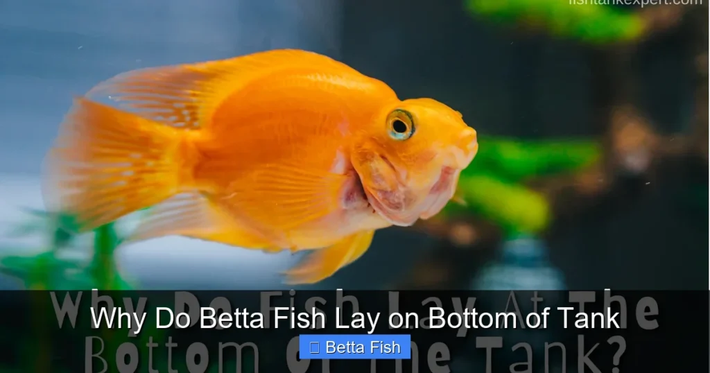 Why Do Betta Fish Lay on Bottom of Tank